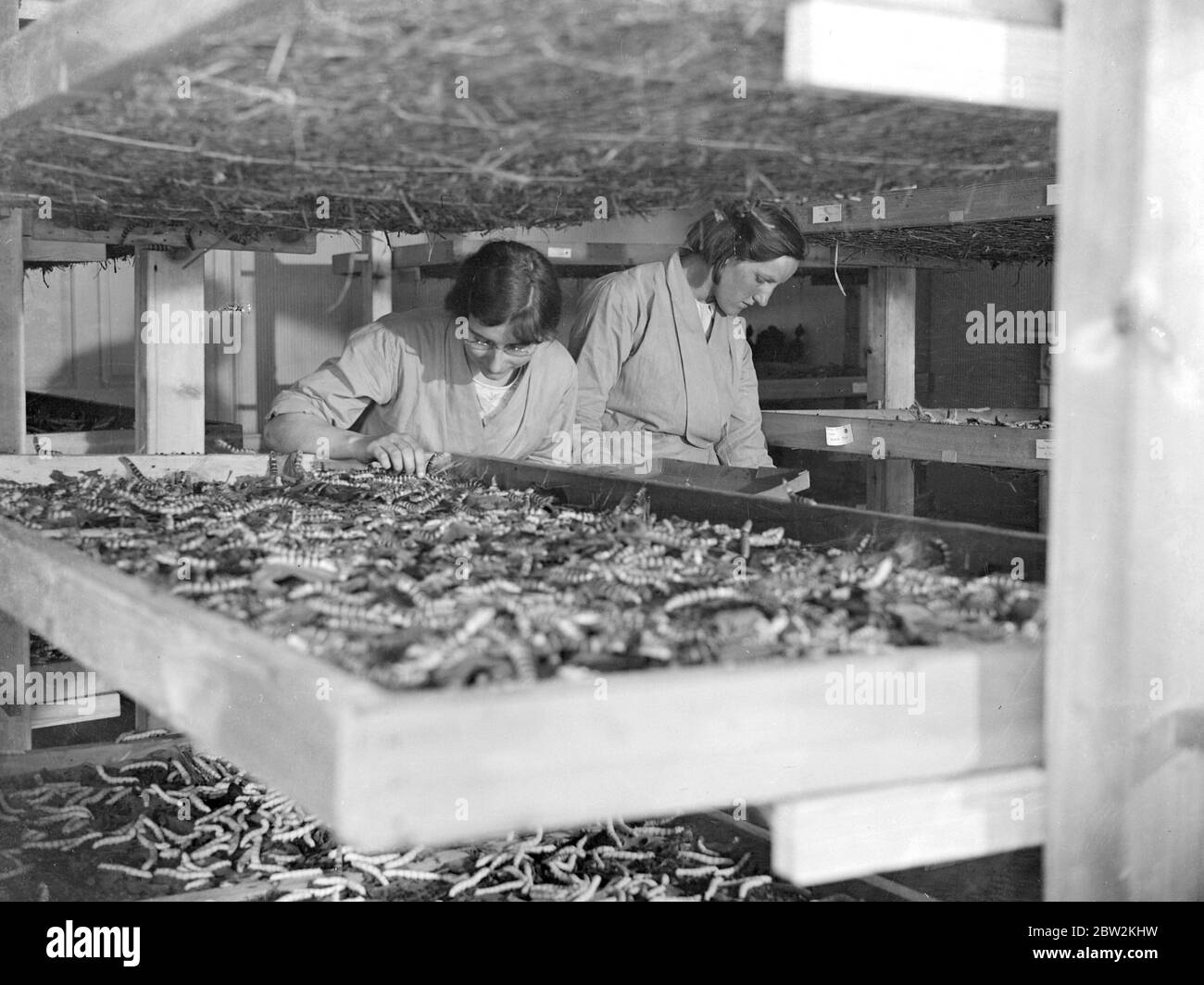 At Lady Hart Dyke's silk worm farm at Lullingstone Castle, Eynsford, Kent. The worms being fed. 1934 Stock Photo