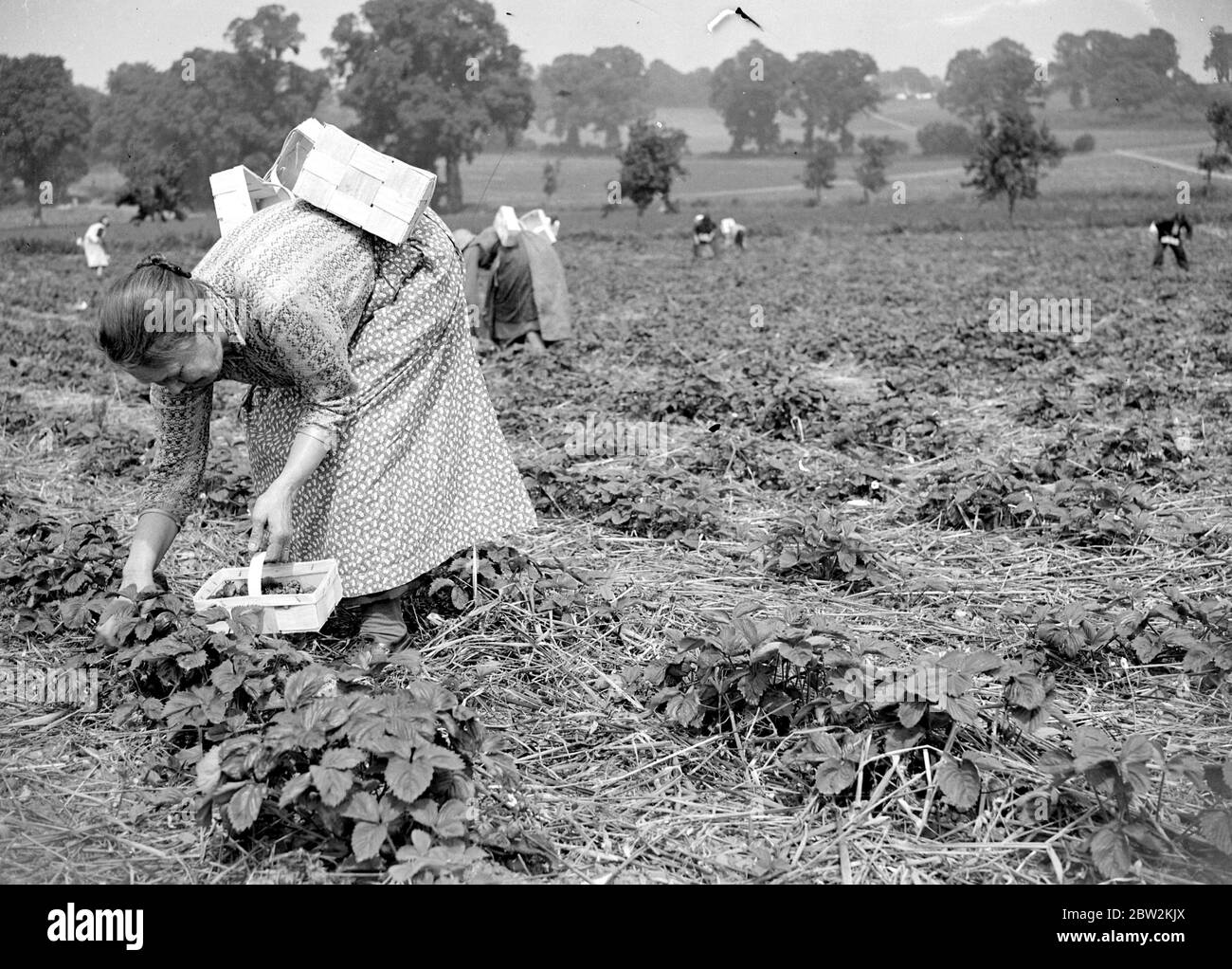 Old woman fruit picking. 29 September 1934 Stock Photo