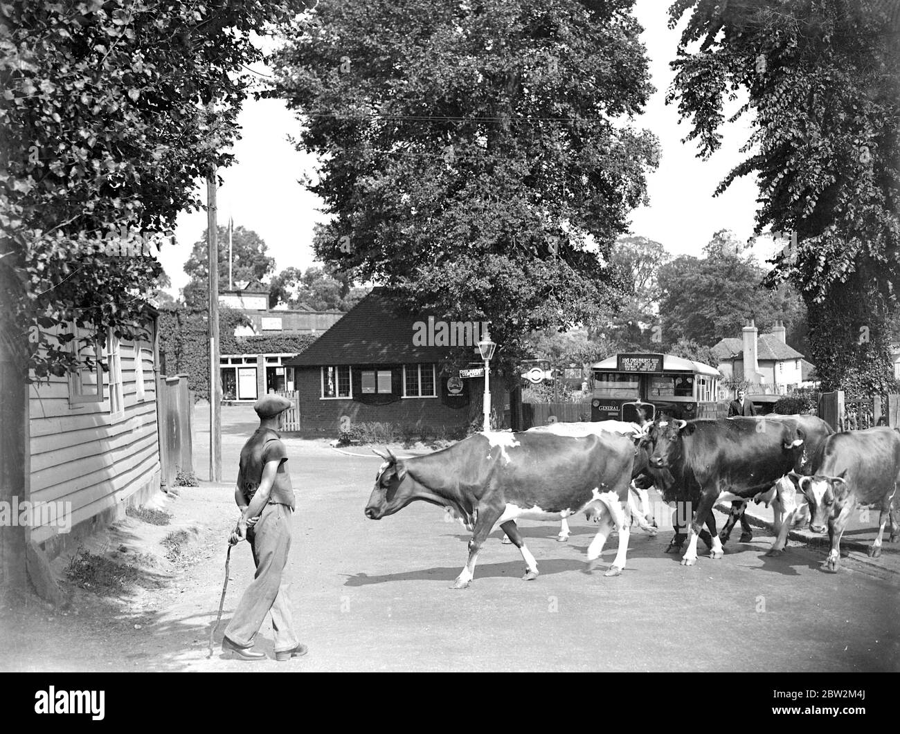 Trafffic hold up with cows. 1934 Stock Photo