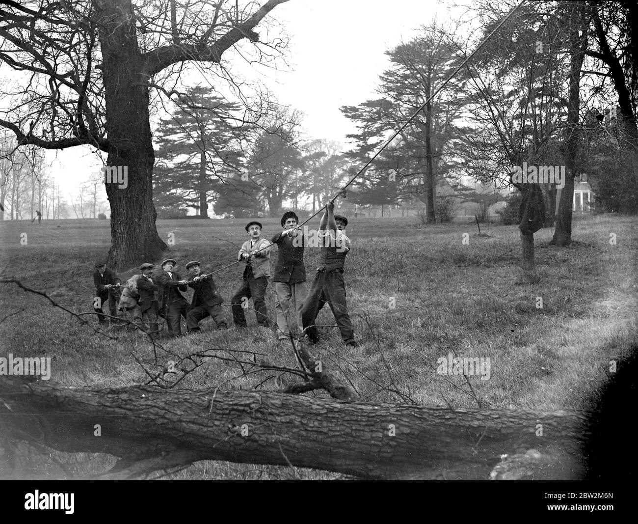 Men bringing down the tree by pulling on a rope, on the grounds at Sidcup Place. 1934 Stock Photo