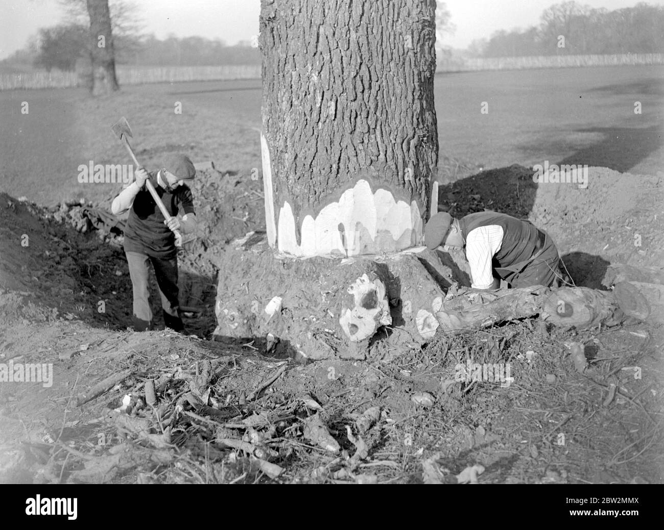Felling a tree. 1933 Stock Photo