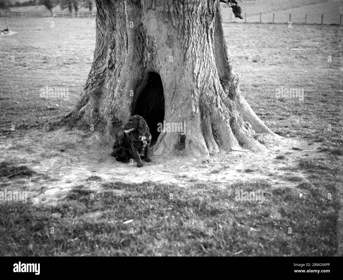 Old tree in Penshurst, Kent provides a kennel for the dog. 1933 Stock Photo