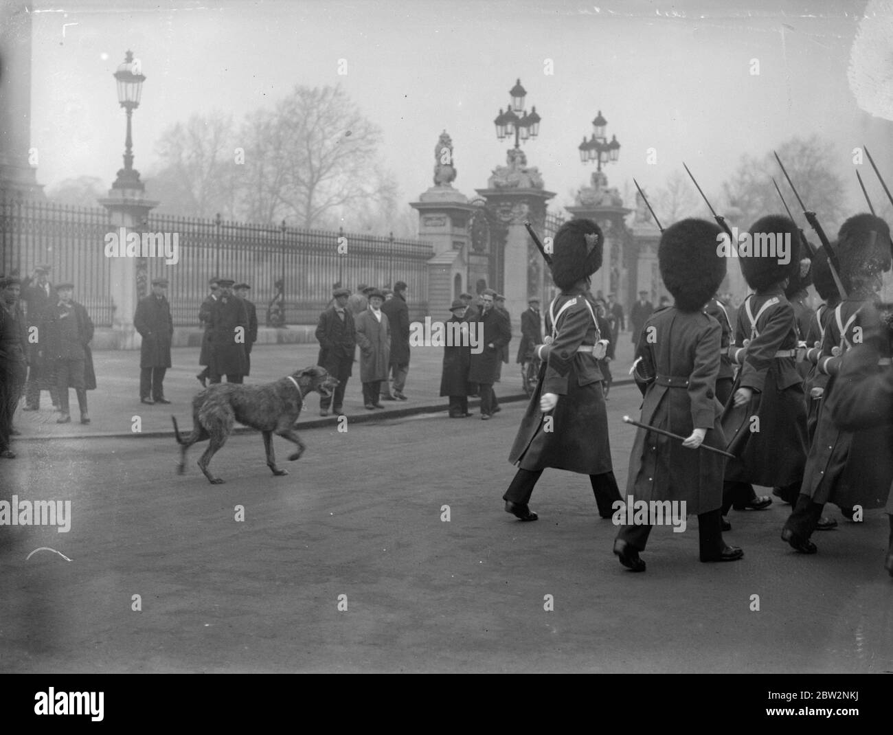 Irish Guards Mascot jumps from car to follow the colours . When the Irish Guards left Buckingham Palace after special duties their mascot dog , who was being driven , past heard the sound of the band and leaped from the car in which he was riding and followed the colours . The dog mascot leading the regiment as they left the palace . 23 February 1932 30s, 30's, 1930s, 1930's, thirties, nineteen thirties Stock Photo