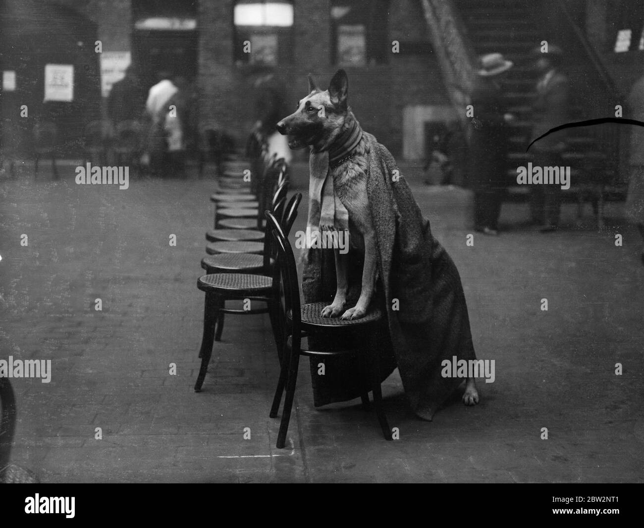 Watching the judging at the alsation show . Bruno of Shepherds Vale , owned by Mrs S G Kleeman , well wrapped up in rug and scarf , watching the judging at the Alsatian league championship show at Tattersall ' s , Knightsbridge , london . 24 February 1932 30s, 30's, 1930s, 1930's, thirties, nineteen thirties Stock Photo