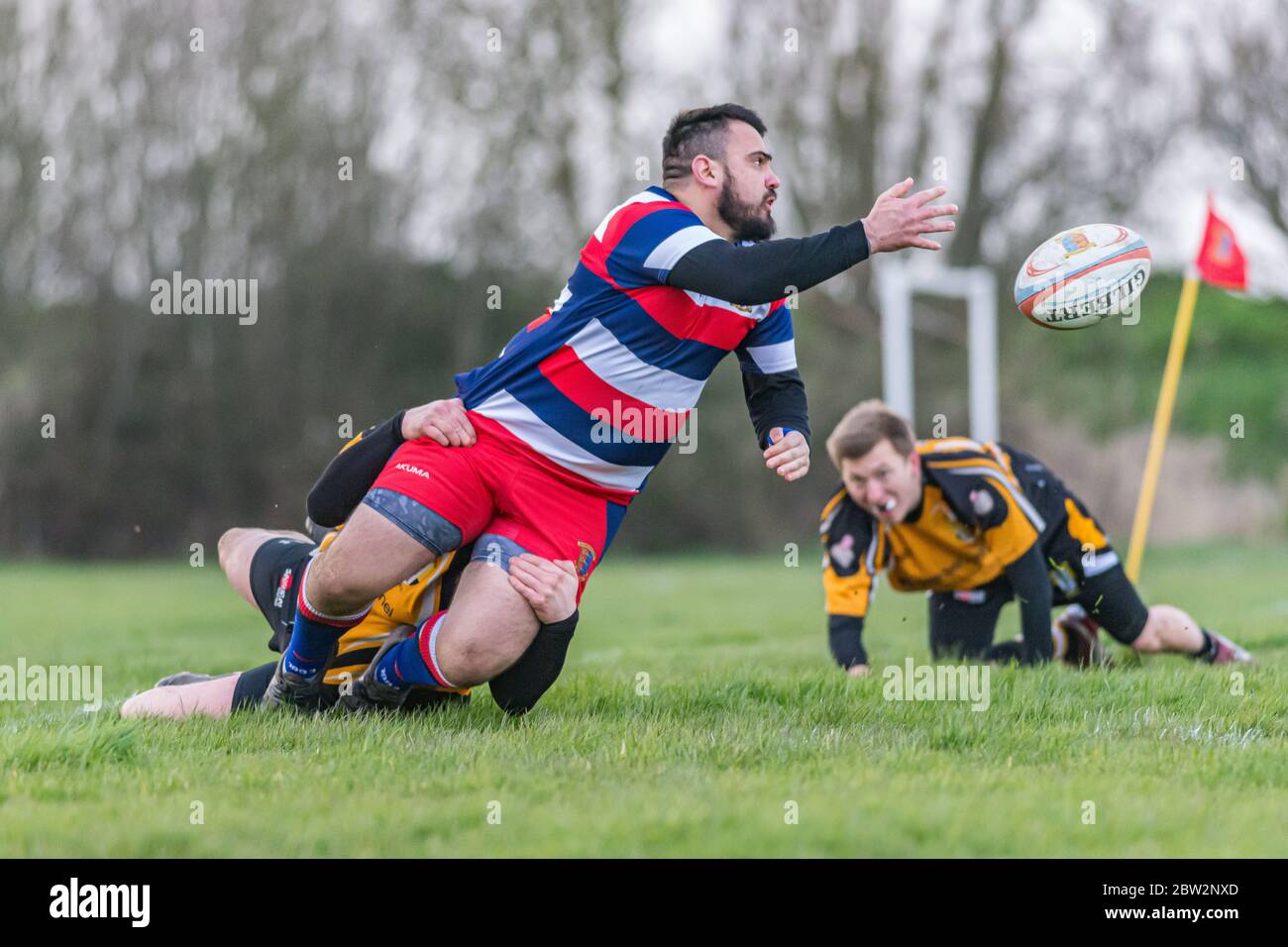 Senior player offloads ball as he crashes to the ground from being tacked. Eastern Counties rugby union match at Lowestoft Stock Photo
