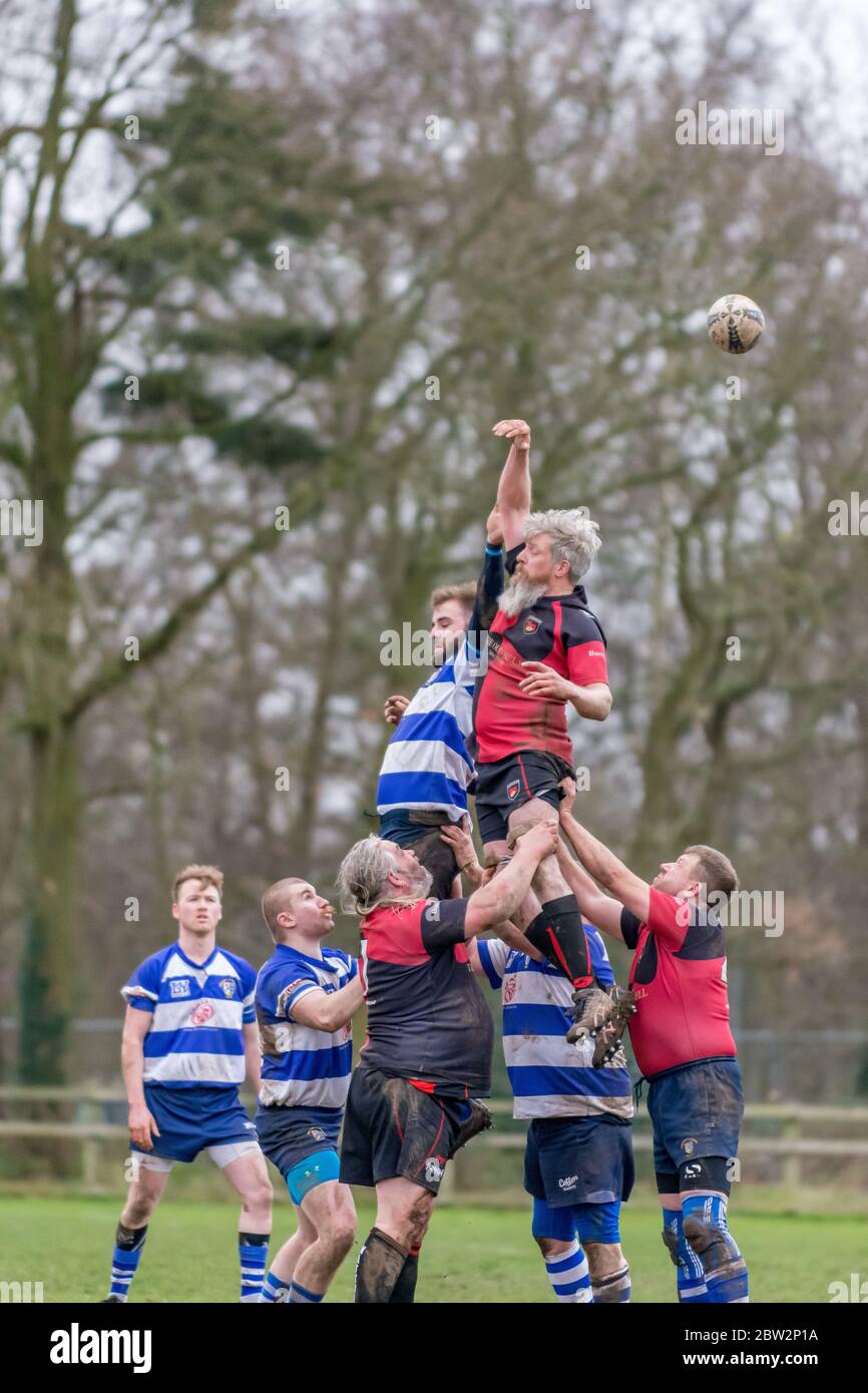 Lineout players leap into the air but the ball passes over them all. Eastern Counties rugby union match at Lowestoft Stock Photo