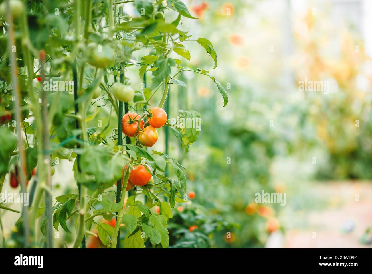 Red ripe tomatoes on the branch in greenhouse Stock Photo - Alamy