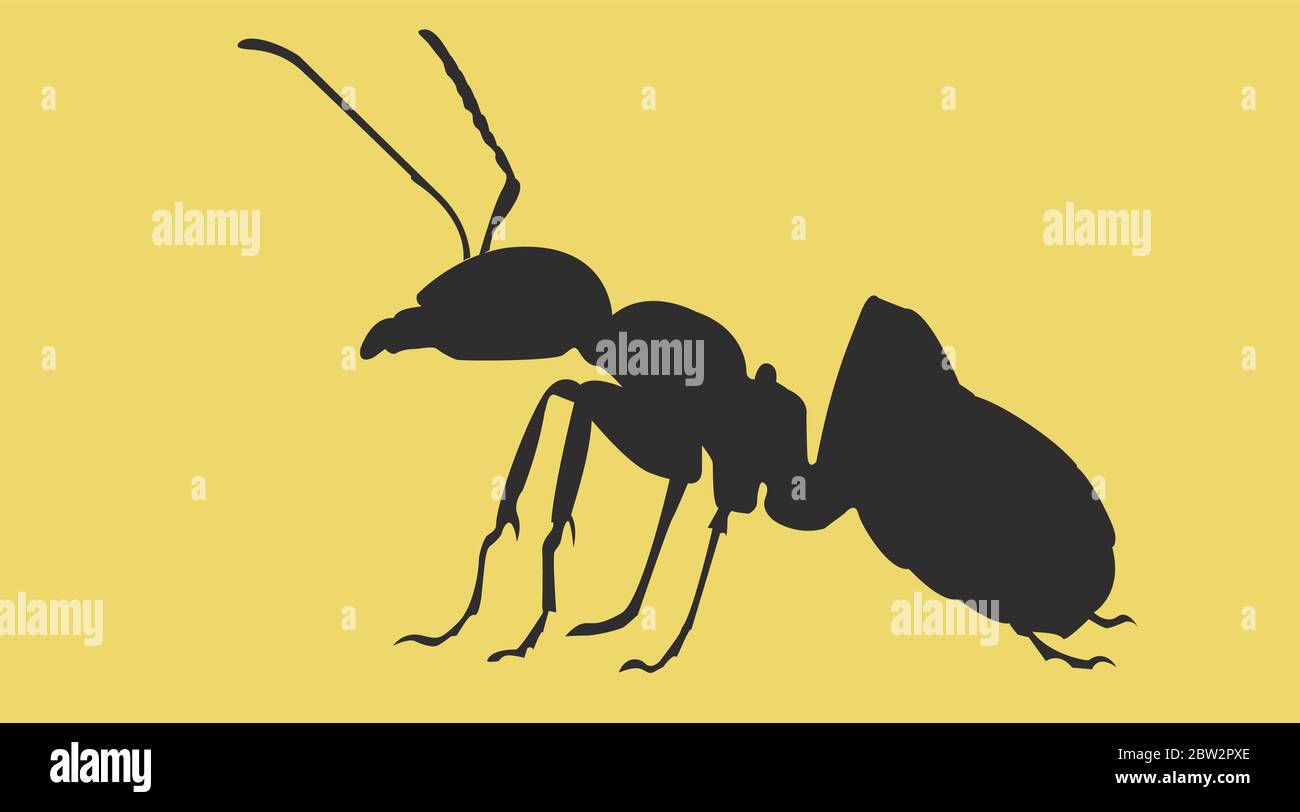Vector Isolated Illustration of an Ant Silhouette Stock Vector Image ...