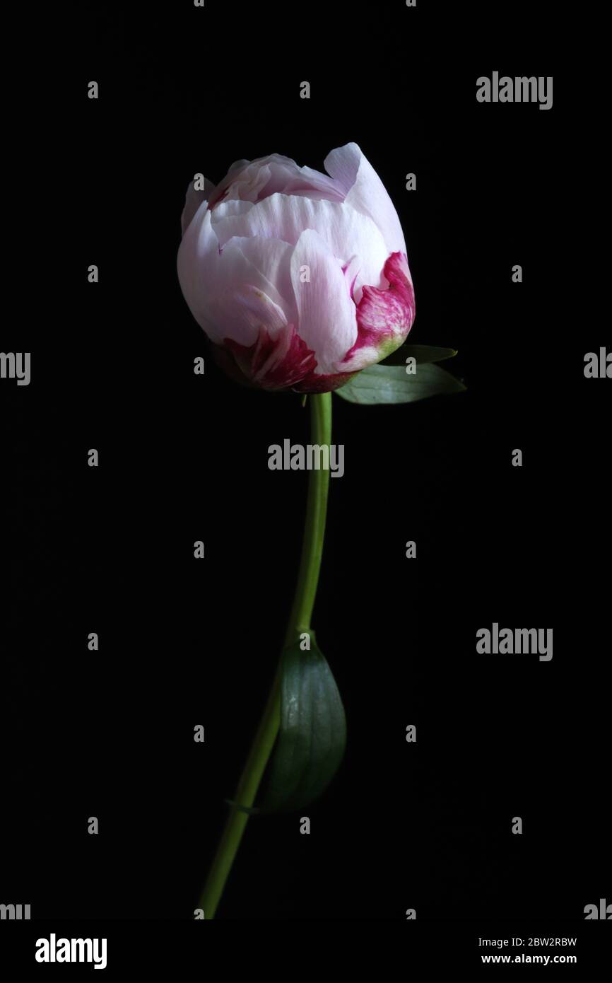 Spring Concept Macro Of Pink Peony Flower On Dark Background Floral Wallpaper Closeup Copy Space Stock Photo Alamy