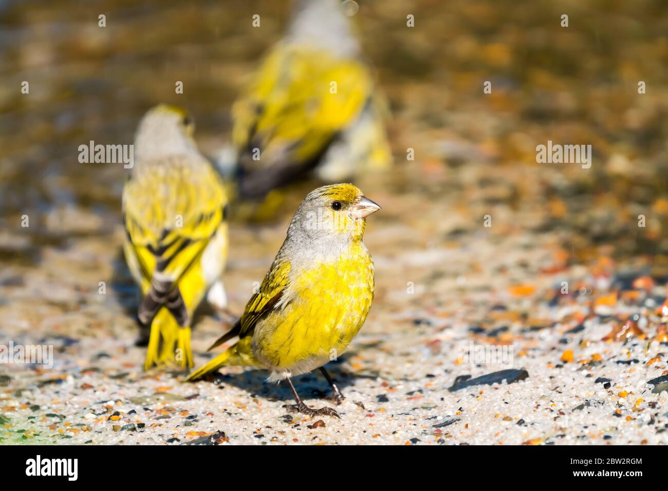 Cape Canary (Serinus canicollis) group of wild birds at waters edge in Cape Town South Africa Stock Photo