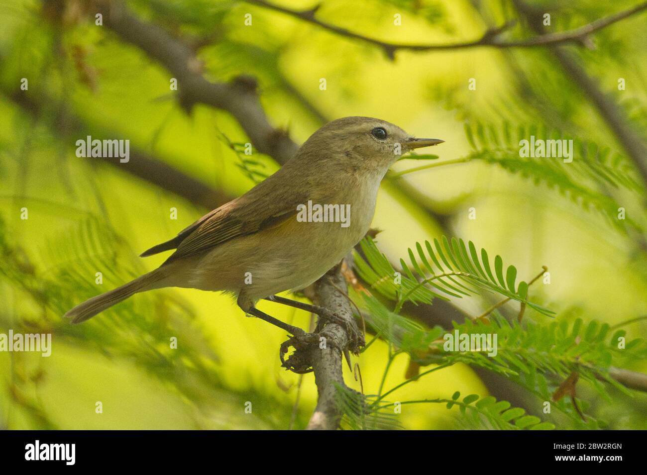 Common Chiffchaff (Phylloscopus collybita Stock Photo - Alamy