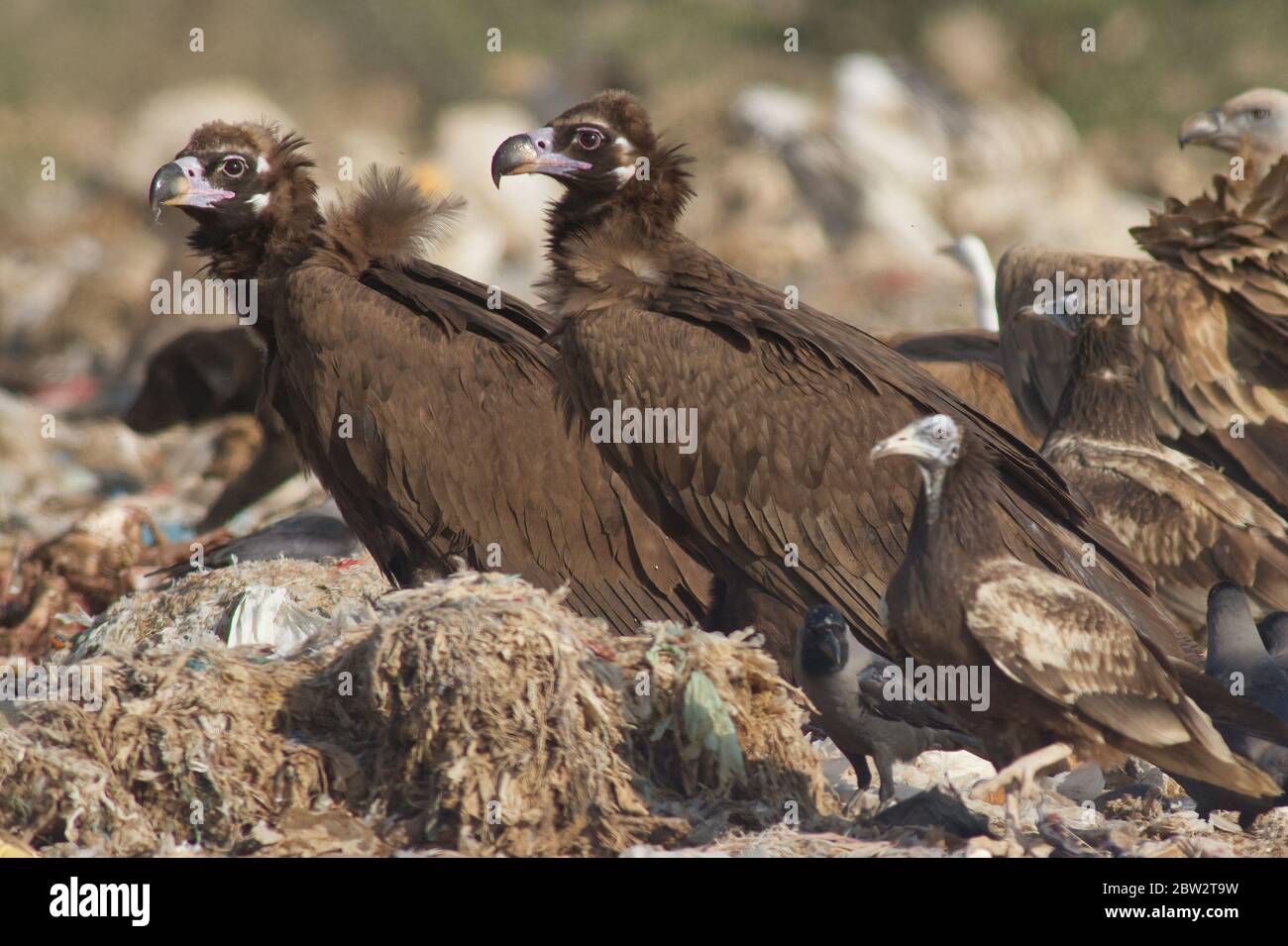 Cinereous Vulture (Aegypius monachus) Rajasthan, India Stock Photo