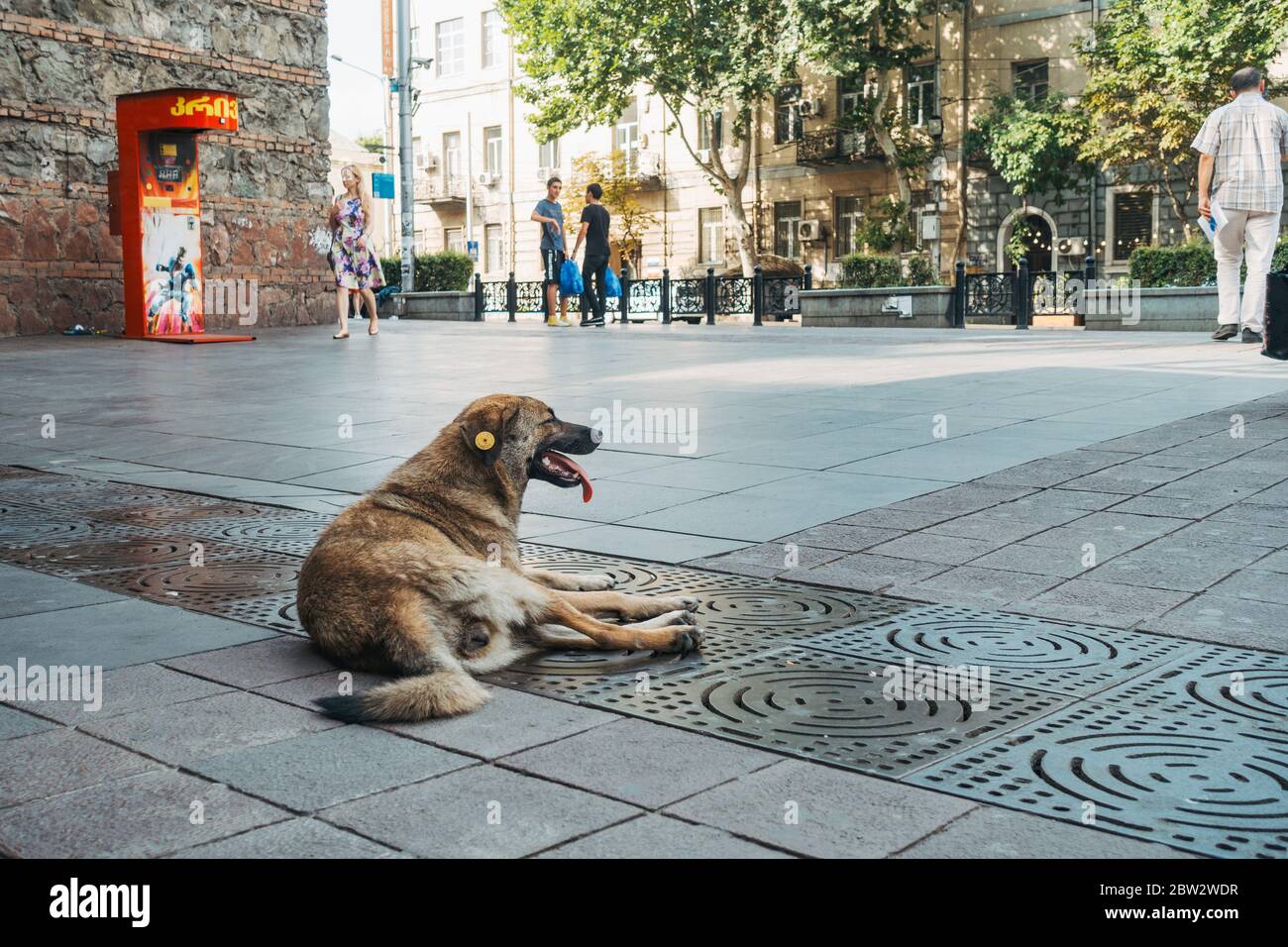 A street dog in Tbilisi, Georgia. The city has many street dogs, most of which have been vaccinated and sterilised, as denoted by the plastic ear tag Stock Photo