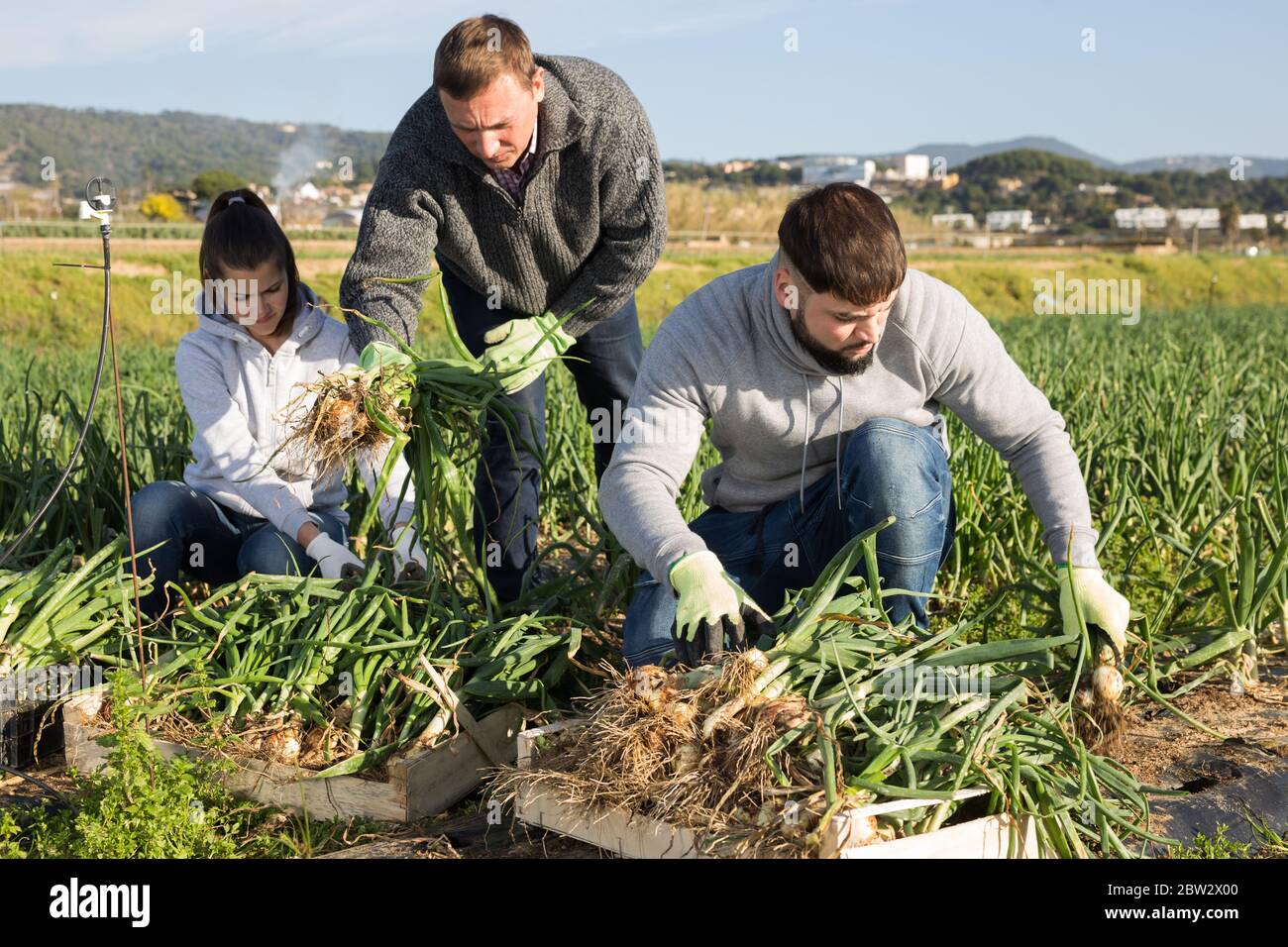 Farm workers in an onion field hi-res stock photography and images - Alamy