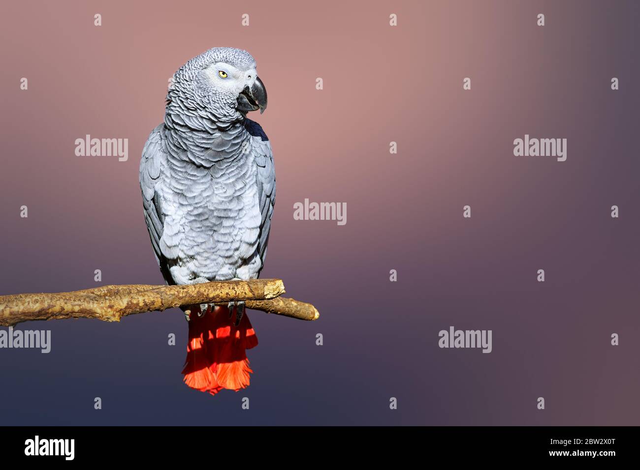 Congo African Grey parrot portrait isolated and perched with a blurred
