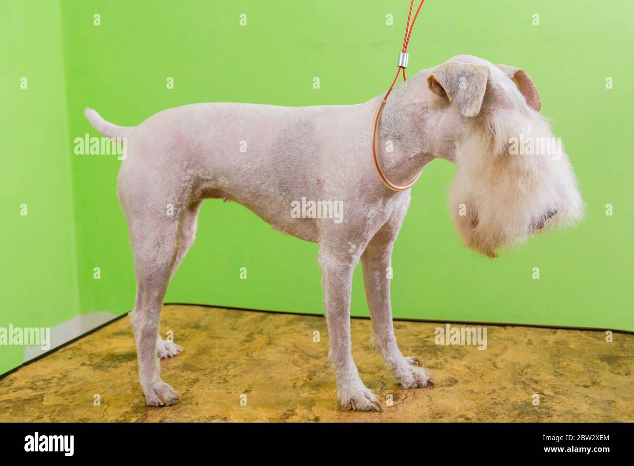 Fox terrier getting his hair cut at the groomer. Isolated on green
