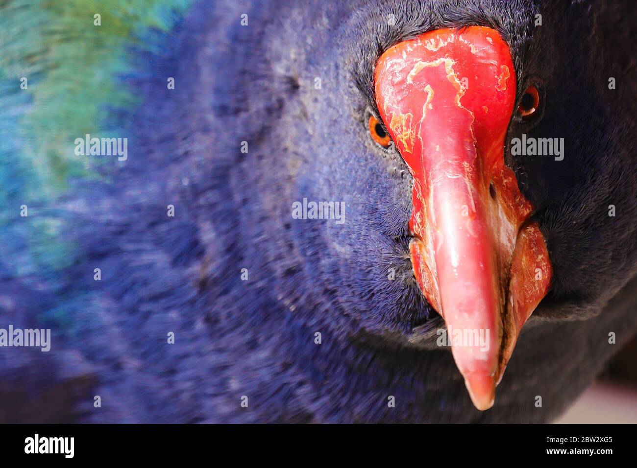 Close-up of Takahe, endemic New Zealand bird Stock Photo