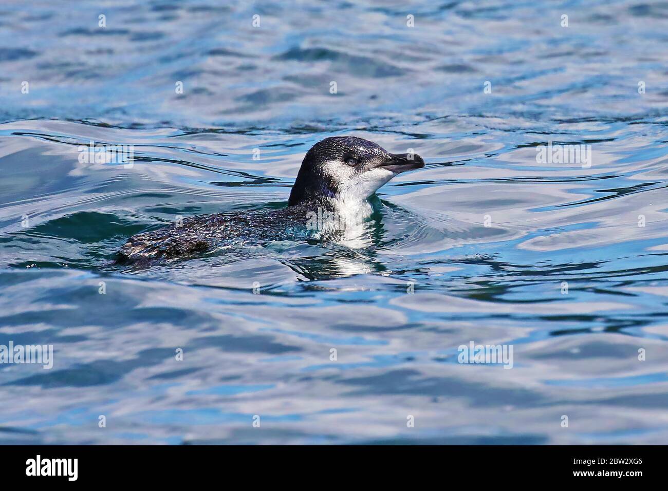 Little penguin in New Zealand waters Stock Photo
