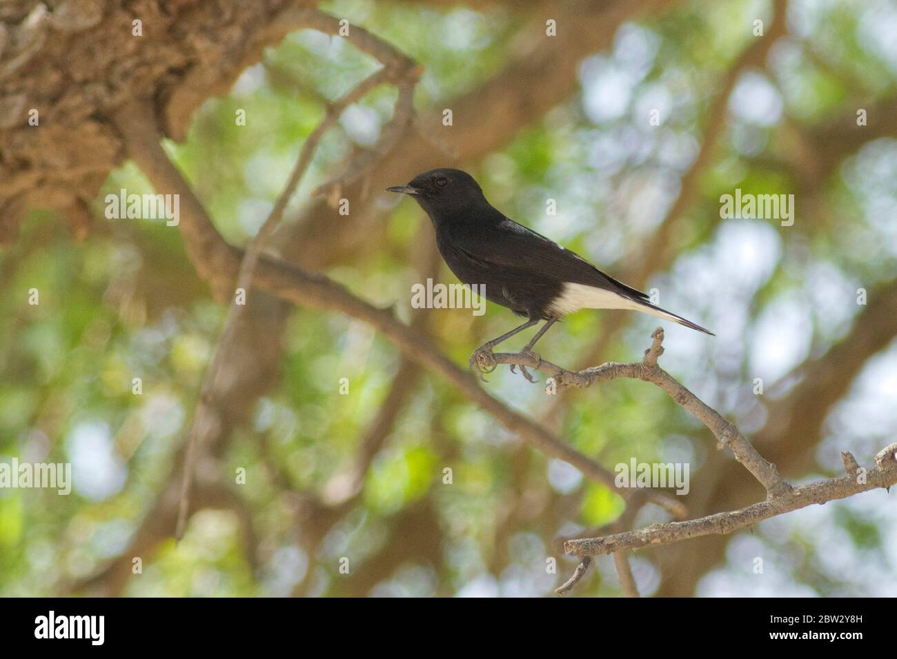 Indian endemic bird species hi-res stock photography and images - Alamy