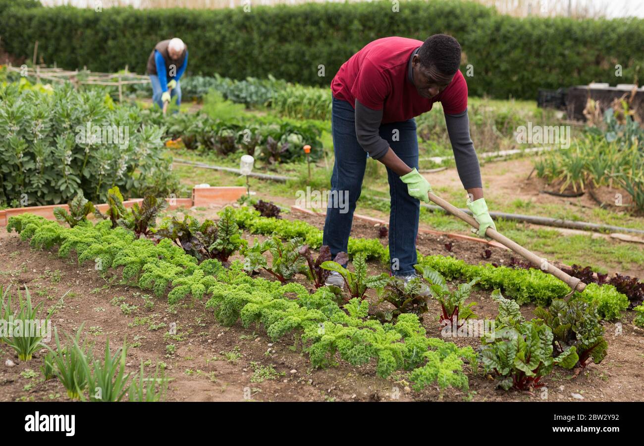 Focused African American Working With Hoe In Kitchen Garden Hoeing Soil On Vegetable Rows Stock Photo Alamy