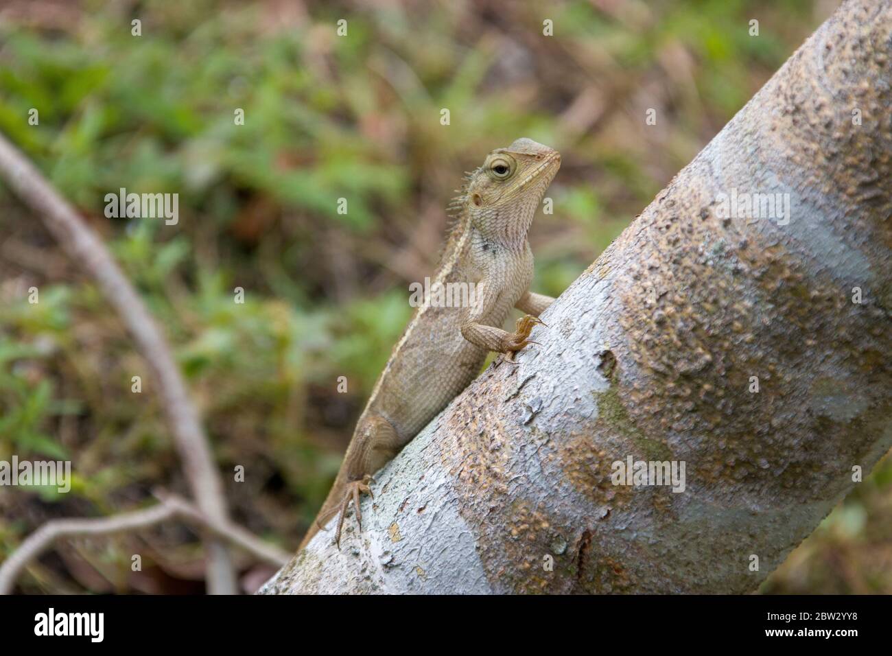 a wild Oriental garden lizard (Calotes versicolor) in the Sungei Buloh Wetland Reserve Singapore. it is found widely distributed in indo-Malaya. It ha Stock Photo