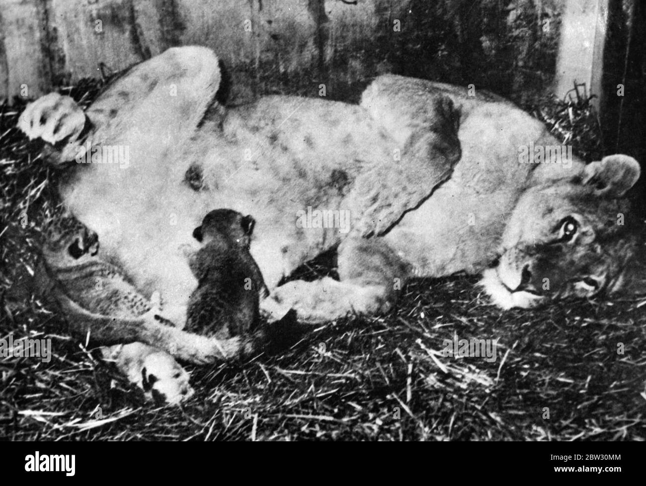 Lioness plays with her young at the Vienna zoo . The Vienna zoo , has just had an interesting addition of two baby lion cubs , the first for many years . The lioness at play with its cubs at the Vienna Zoo . 17 March 1932 Stock Photo