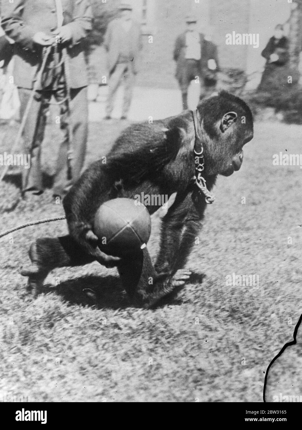 Gorilla carrying an American football . 12 August 1932 Stock Photo Alamy