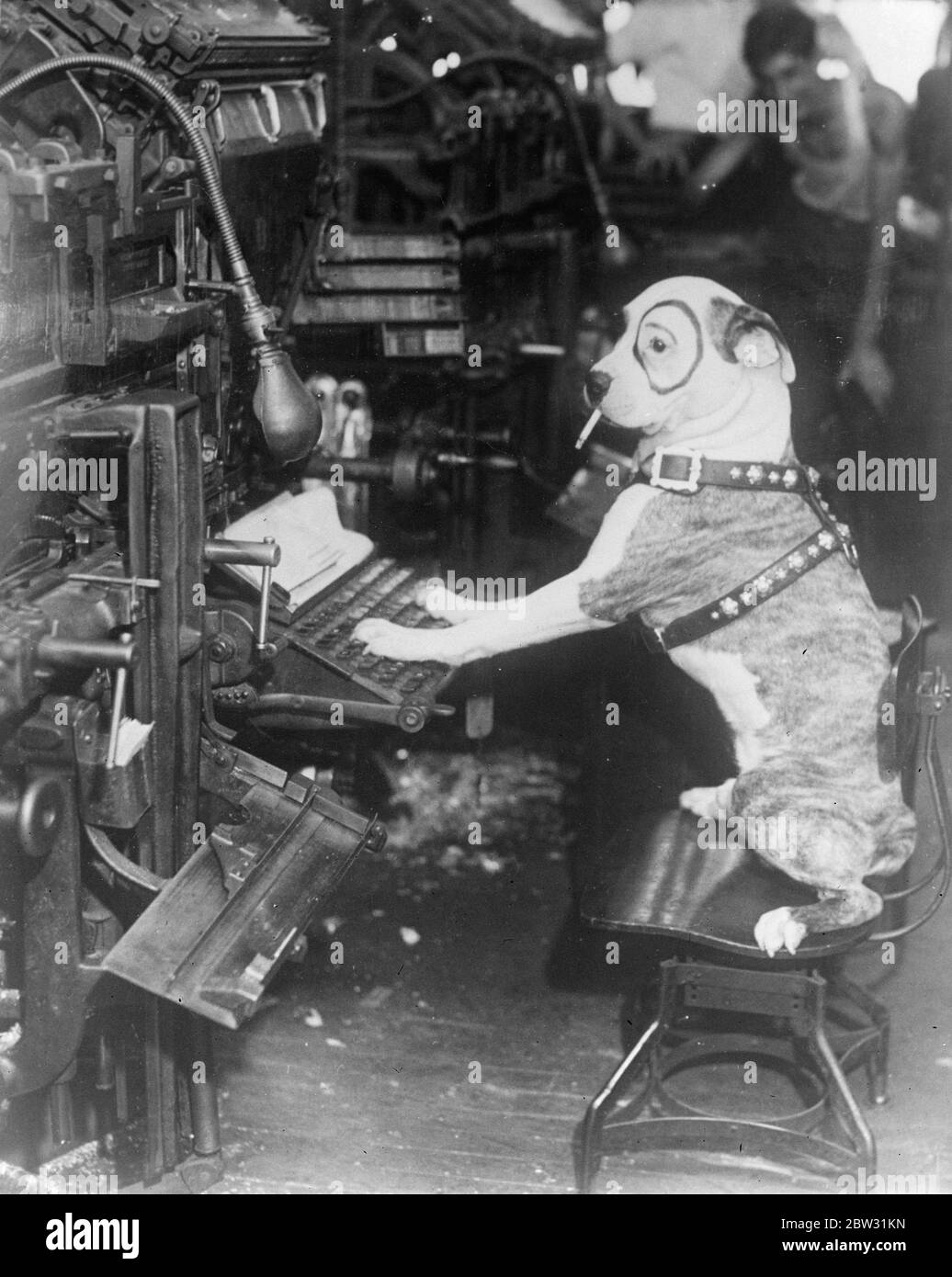 Pete the dog working a linotype machine and smoking cigarette . August 1932 Stock Photo