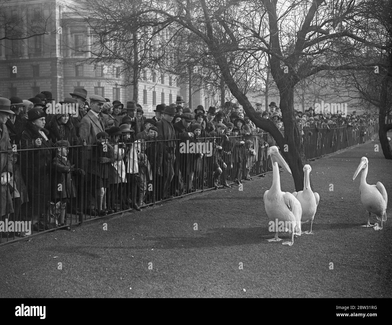 Holiday crowds enjoy feeding time in St James Park . Crowds of visitors from the Provinces to London or Londoners who stayed in Town for Easter flocked to St james Park to see the pelicans fed . The crowds in St James Park , London , watching the pelicans . 25 March 1932 Stock Photo