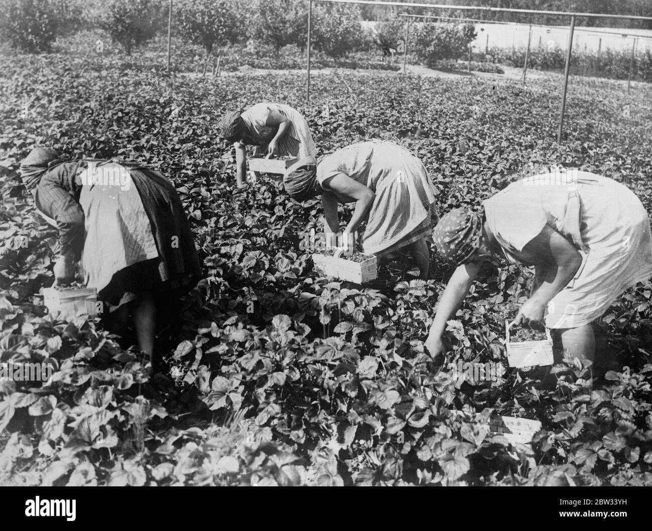 Strawberry pickers Black and White Stock Photos & Images Alamy