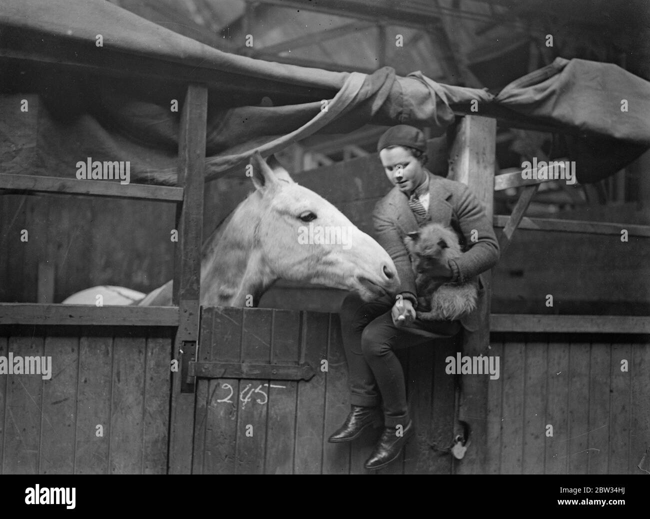 Annual show of hunter and thoroughbred opens in London . The annual Spring show of thoroughbreds and hunters opened at the Royal Agricultural Hall , Islington , London . Miss N Digby introduces one of Lady Wright ' s hunters to a pet dog . 1 March 1932 Stock Photo