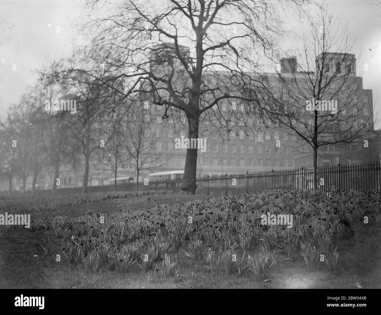 Nodding their heads in sprightly dance . It is daffodil time in London ' s parks and there is a fine show of the golden blooms in Hyde Park . Golden daffodils in Hyde Park , London . 31 March 1932 Stock Photo