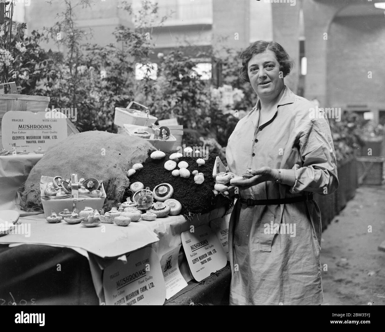 Woman authoress makes success of mushroom cultivation . Miss Amelia Defries  , a well known authoress and lecturer of art of Thaxted in Essex , is  probably the only woman who has