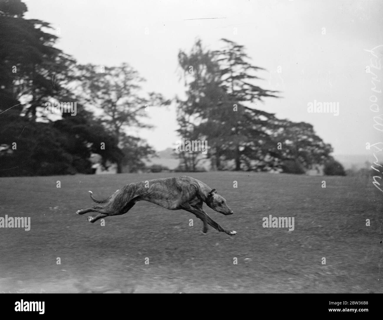 In his stride ' Wold Wooley ' a greyhound dog . June 1933 Stock Photo