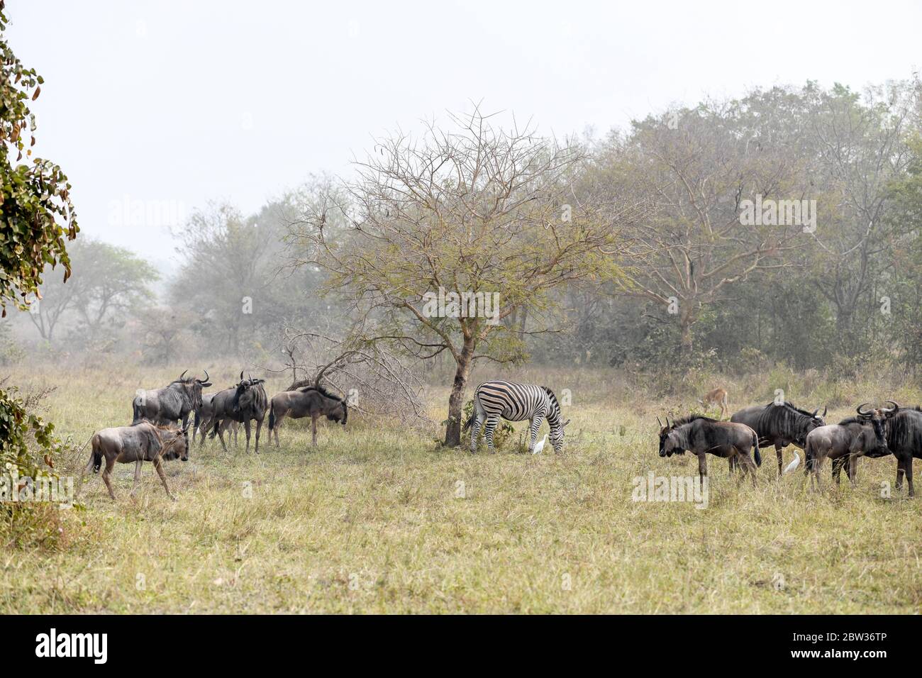 Africa, West Africa, Togo, Kara, Sarakawa. A herd of buffalo and a zebra on a plain in Sarakawa Park. Stock Photo