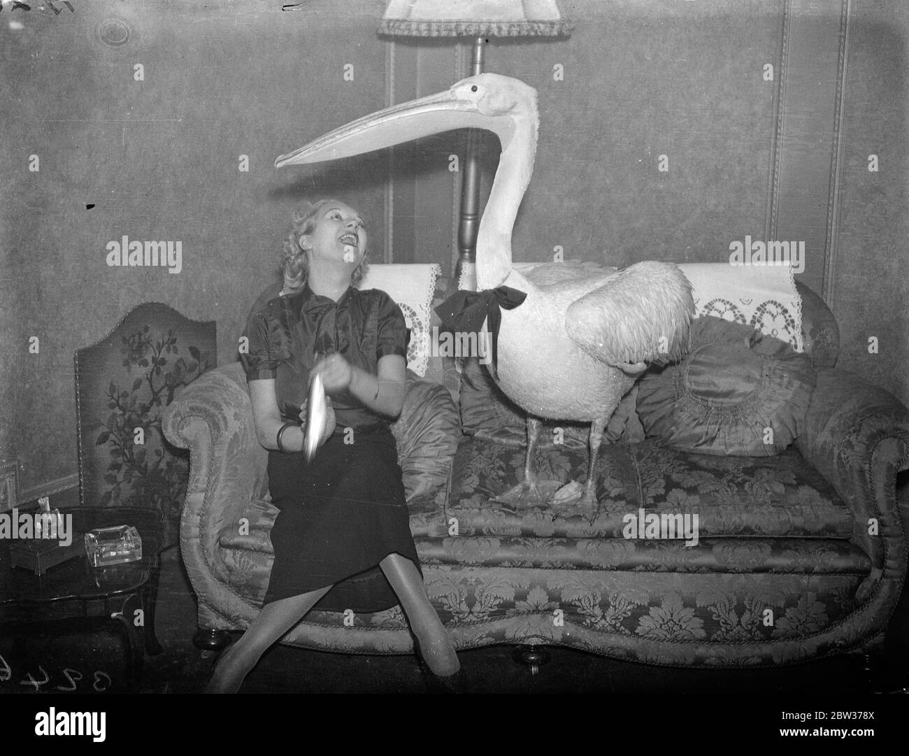 American visitor to London brings pelican with her . A beautiful pelican three feet six inches high with a black silk bow tied round its neck was brought over from Paris in a special plane by Miss Caryle Bergman , an American visitor to London . On arrival the bird was taken to the visitors suite at a London hotel . Photo shows ; Miss Caryle Bergman with her pelican listening to a gramophone in her London hotel . 19 December 1933 Stock Photo