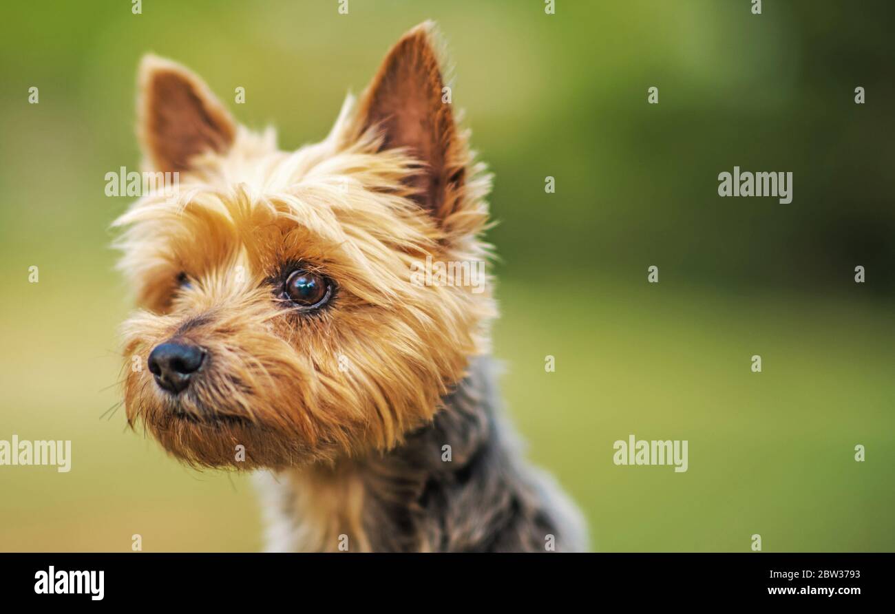 Pet and Animals. Ten Years Old Australian Silky Terrier Looking Forward. Close Up Photo. Stock Photo