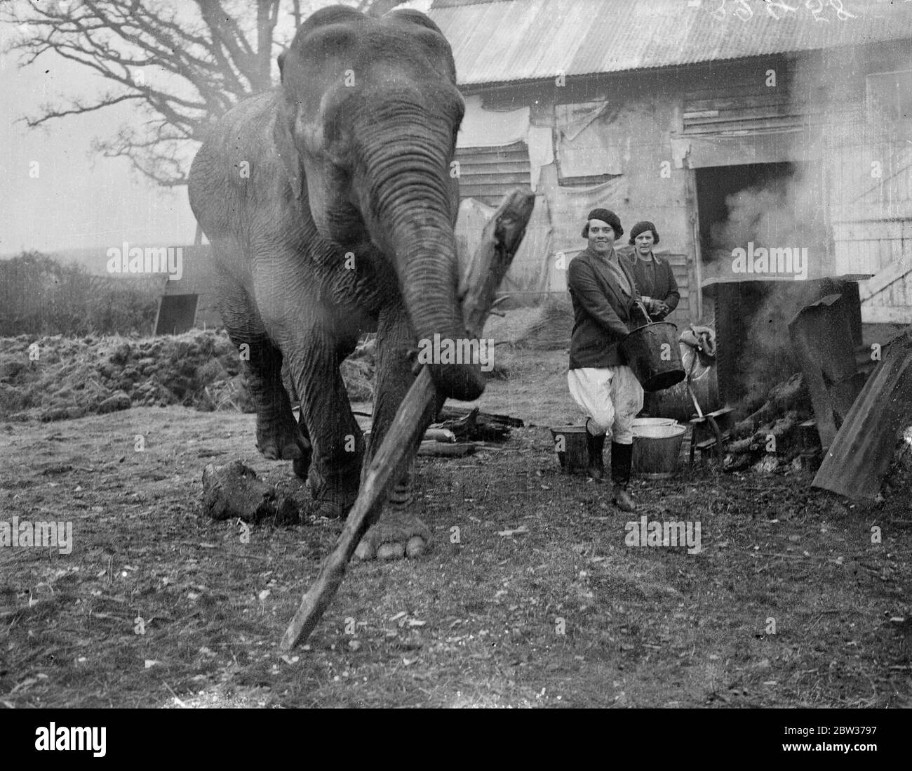 Annie will never have a toothache . The Francesco sisters getting a little help from Annie the elephant at Sanger ' s Circus Farm , Horley , Surrey , as she brings a large log for their fire . 19 December 1933 Stock Photo