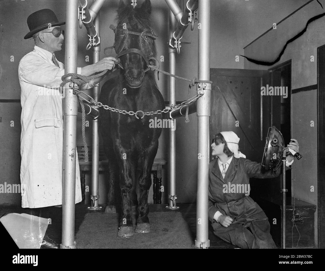 Sunray treatment for a horse . A horse undergoing sunlight treatment with artificial sunrays at the sanatorium of the People ' s Dispensary for sick animals at St Swithin ' s farm . Ilford . Here pets and animals employed by poor people are given free treatment wihen ill . 28 January 1932 Stock Photo
