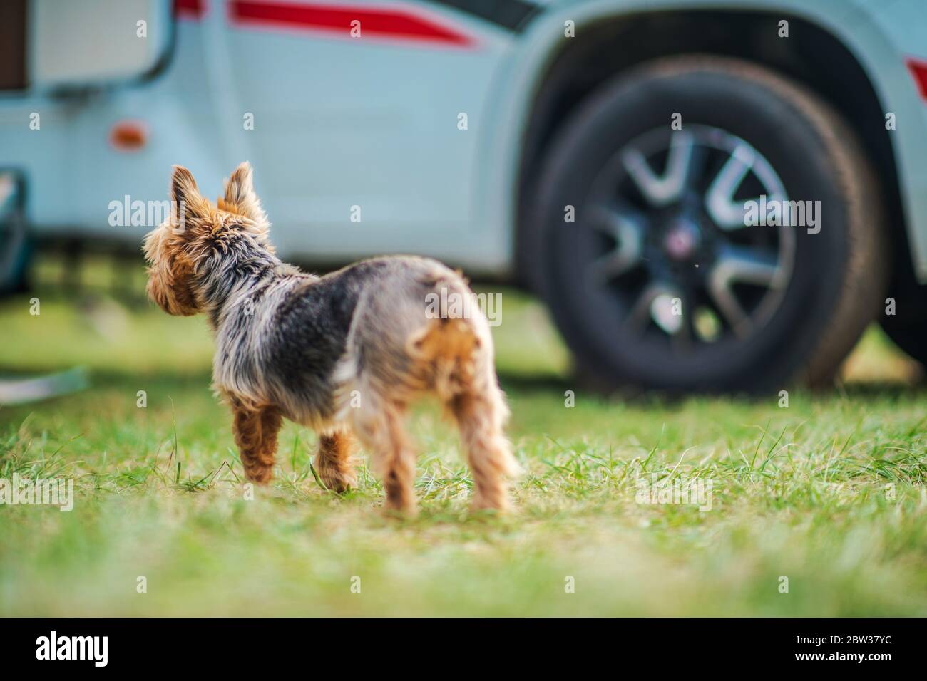 Vacation Road Travel with Dog. Australian Silky Terrier and Camper Van in Background. Stock Photo
