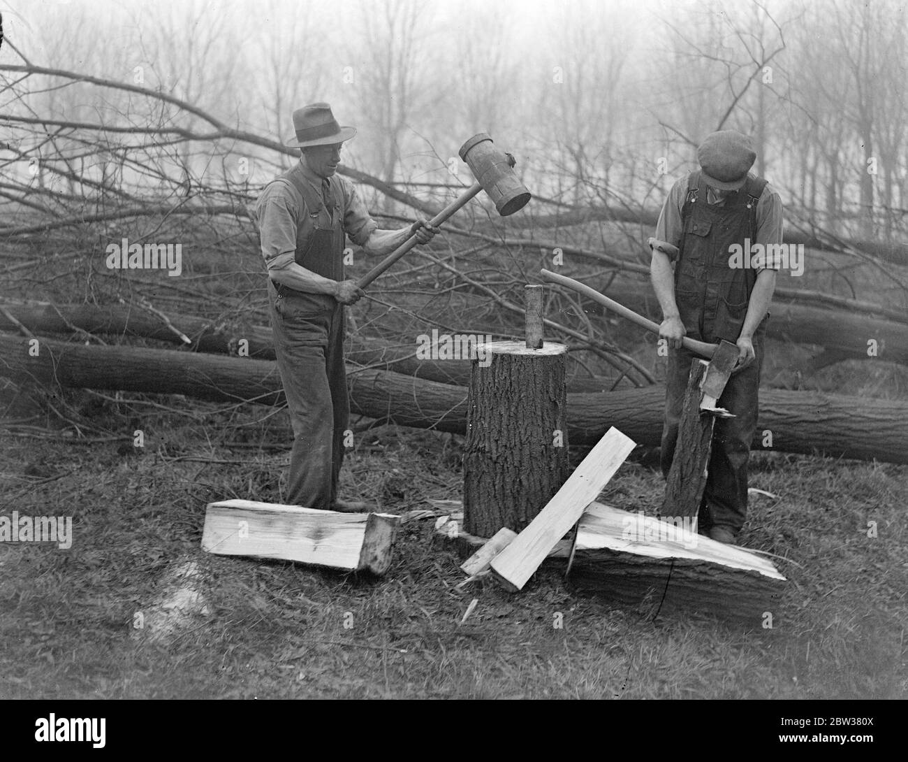 Preparing for king willow tree felling to make cricket bats . Men at Wealdstone are felling and cutting up willow trees to make cricket bats in readiness for the coming season . The trees are cut into logs 28 inches long - the size of a cricket bat blade and then split into blades or ' clefts ' . Each tree provides , on average , 30 bats . Photo shows ; A man splitting up a log into clefts at Wealdstone , as a companion peels off bark . 2 January 1934 Stock Photo