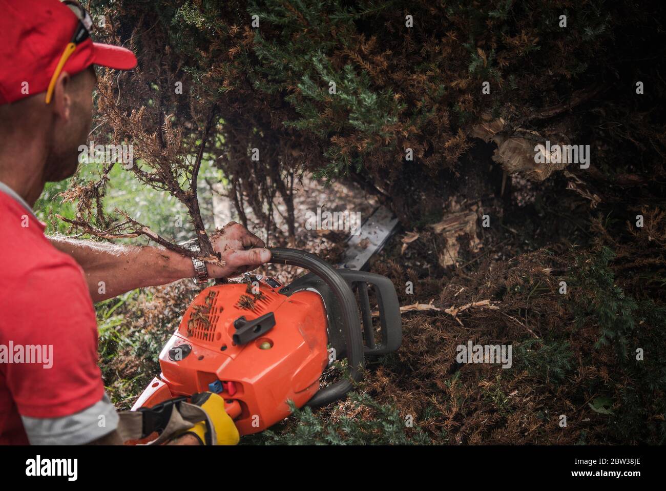 Gasoline Power Tool Job. Caucasian Men with Professional Chainsaw Cutting Out Bushes. Stock Photo
