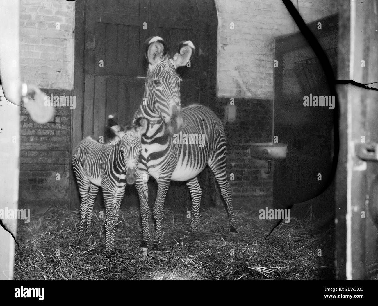 New baby zebra born at London Zoo . Jenny , the zebra at London Zoo , presented its keeper with a baby daughter on Good Friday . It is proposed to name the filly foal ,  Freda  . Photo shows ; Jenny the zebra with her daughter at London Zoo . 4 April 1934 30s, 30's, 1930s, 1930's, thirties, nineteen thirties Stock Photo
