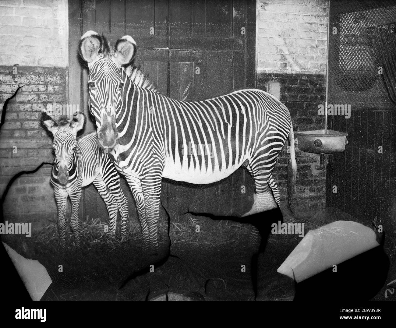 New baby zebra born at London Zoo . Jenny , the zebra at London Zoo , presented its keeper with a baby daughter on Good Friday . It is proposed to name the filly foal ,  Freda  . Photo shows ; Jenny the zebra with her daughter at London Zoo . 4 April 1934 30s, 30's, 1930s, 1930's, thirties, nineteen thirties Stock Photo