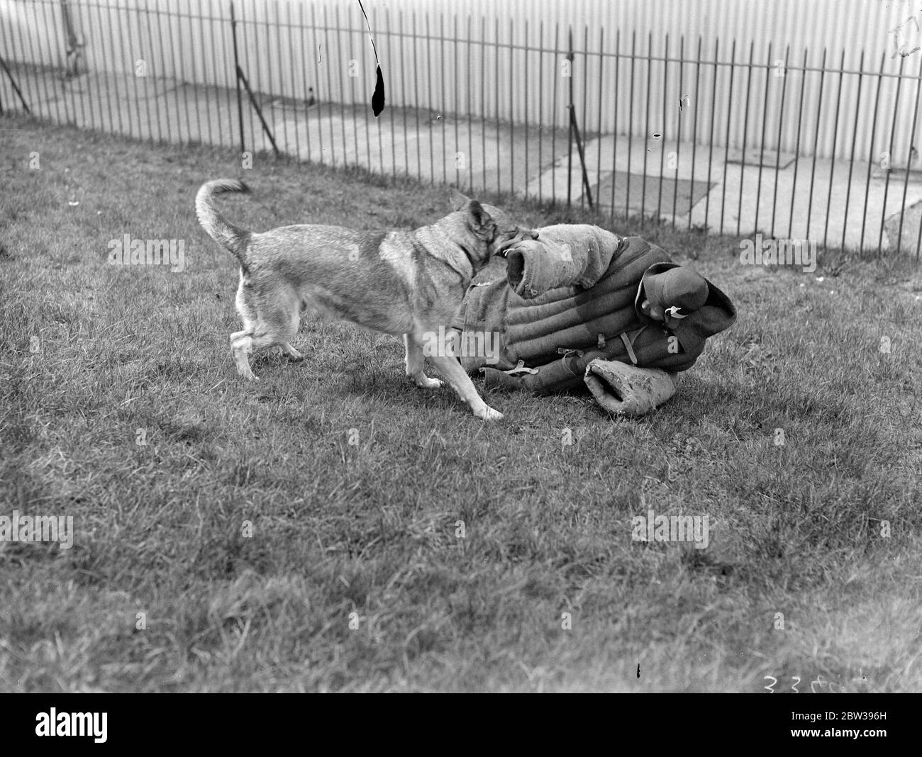 Alsatian trials at the Crystal Palce . The Alsatian Dog Trials opened at the Crystal Palace , London . One feature of the displays was a demonstration of an Alsatian dog attacking a woman who wears a special padded suit . Photo shows ; An Alsatian attacking a woman during the demonstration at the Crystal Palace , London . 17 April 1934 . 30s, 30's, 1930s, 1930's, thirties, nineteen thirties Stock Photo