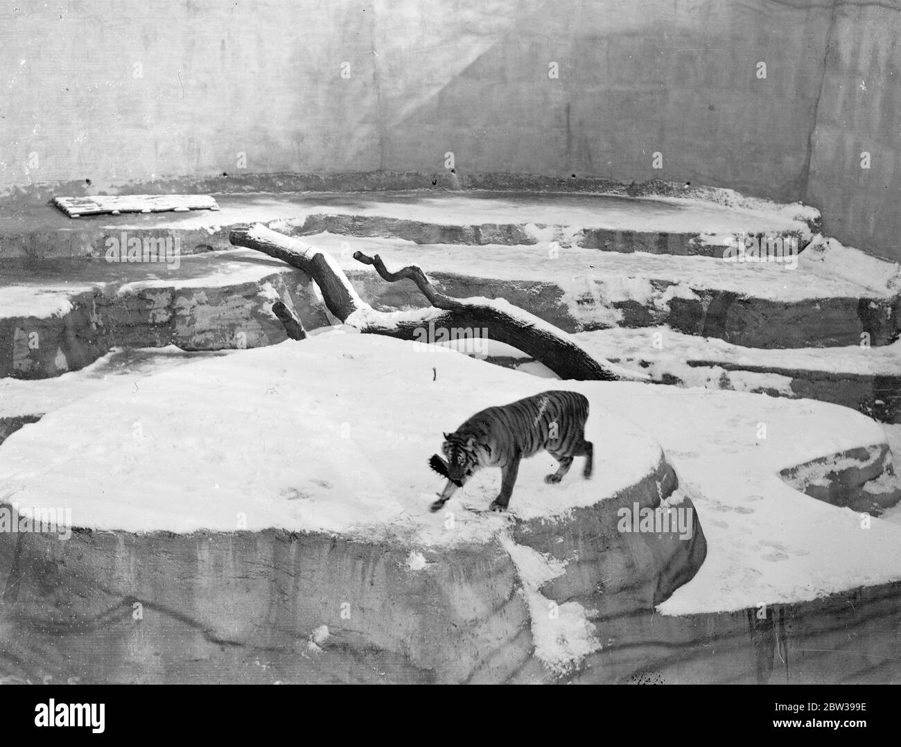 Rani the Whipsnade tiger at play . Rani , the tiger at Whipsnade Zoo , enjoying a game with a brush given him by his keeper , in the snow covered enclosure at Whipsnade . 21 February 1933 3 30s, 30's, 1930s, 1930's, thirties, nineteen thirties Stock Photo