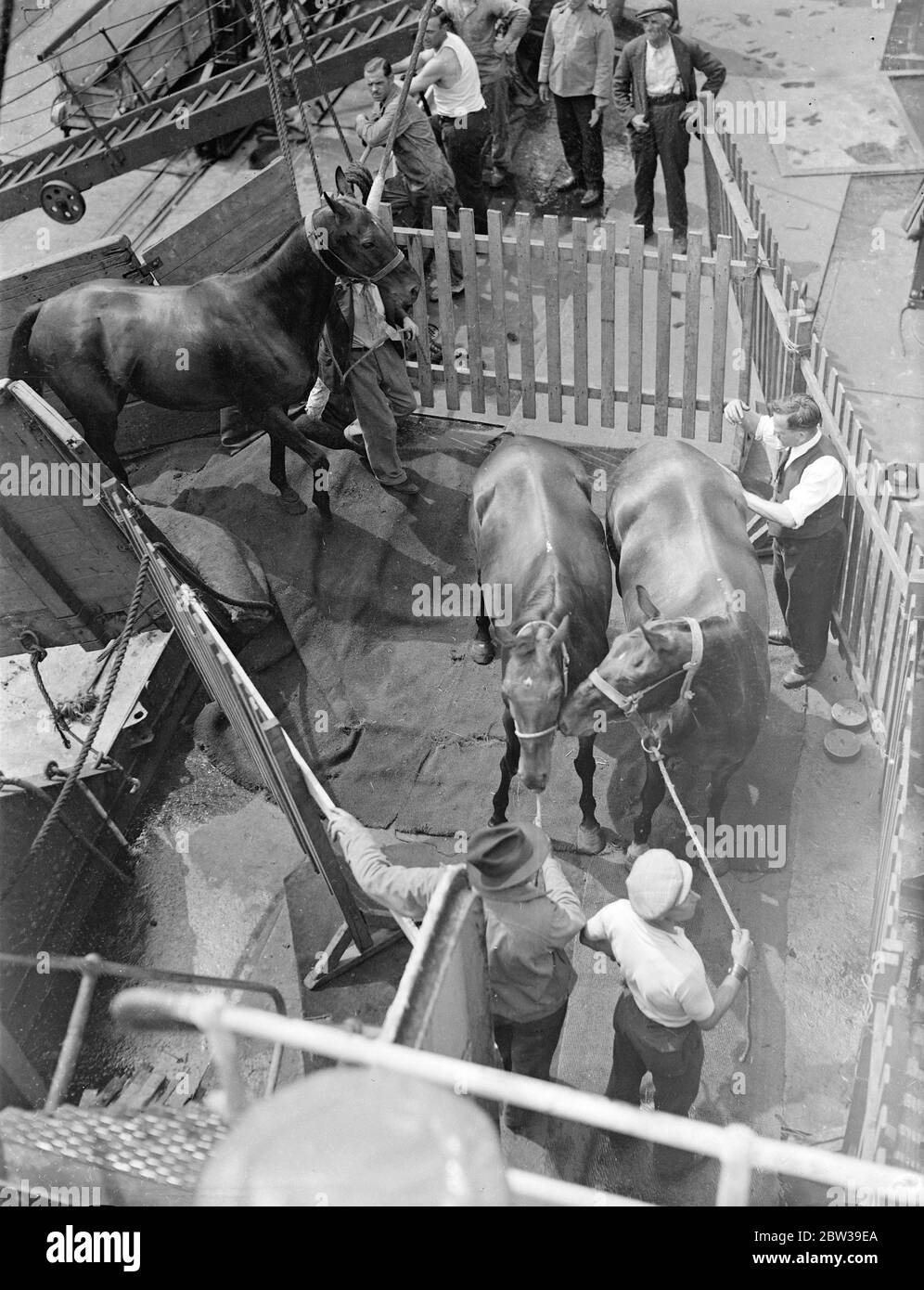 Thirty five polo ponies , which are to be used in the international polo matches at Meadow brook , Long Island , USA were embarked on the American Trader at Royal Albert Docks , London for New York . Photo shows Polo ponies going aboard the American Trader at Royal Albert Docks . 26 July 1935 Stock Photo
