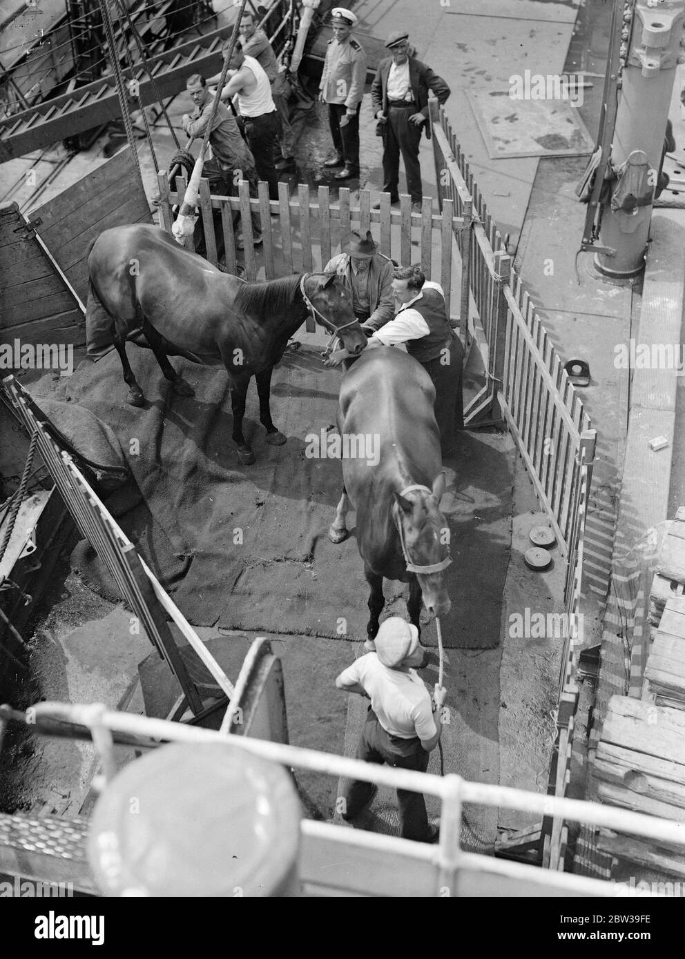 Thirty five polo ponies , which are to be used in the international polo matches at Meadow brook , Long Island , USA were embarked on the American Trader at Royal Albert Docks , London for New York . Photo shows Polo ponies going aboard the American Trader at Royal Albert Docks . 26 July 1935 Stock Photo