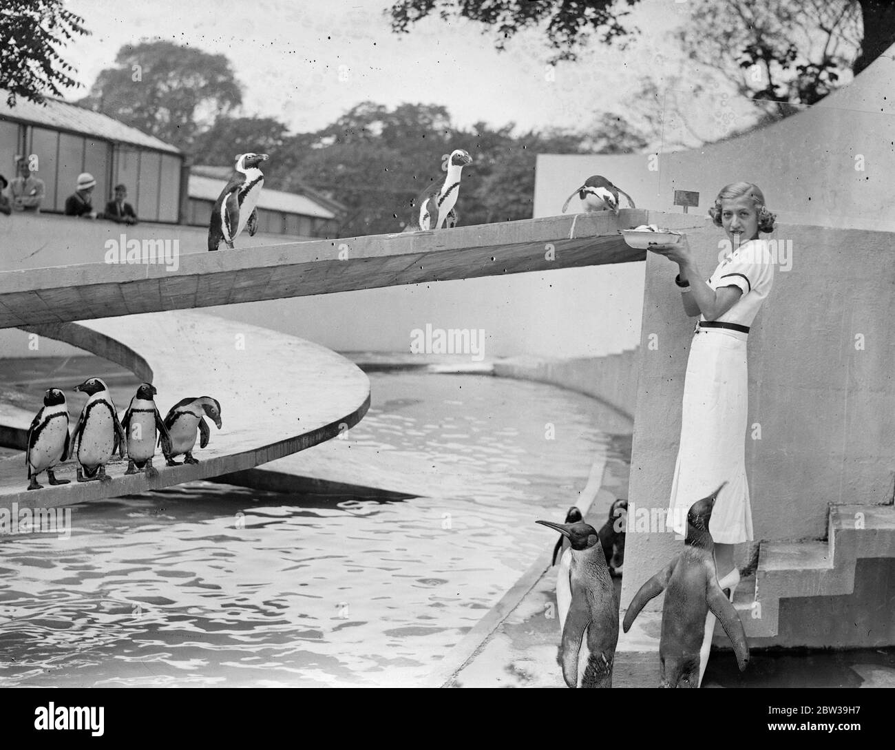 Famus Hungarian musical comedy actress in London . The beautiful Lillian Starr , famous Budapest musical comedy actress visiting the penguins at London zoo . 24 July 1935 Stock Photo
