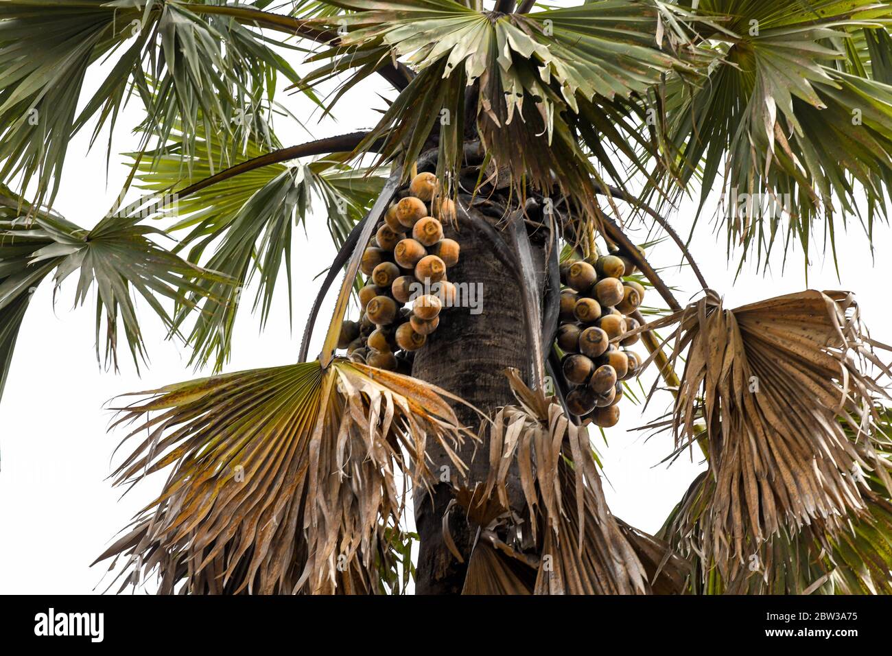 Africa, West Africa, Togo, Kara, Sarakawa. Coconuts hanging from a coconut tree Stock Photo Alamy